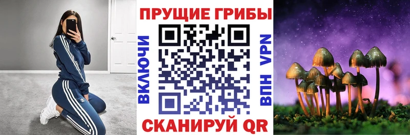 что такое   Ленинск-Кузнецкий  Псилоцибиновые грибы мицелий 